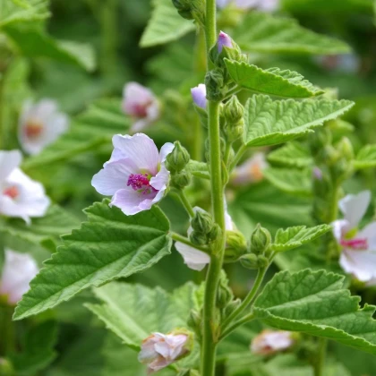 Proskurník lékařský - Althaea officinalis - semena proskurníku - 18 ks