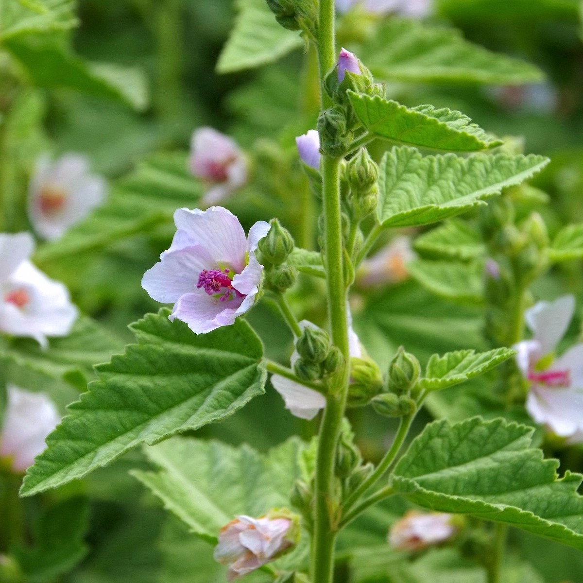 Proskurník lékařský - Althaea officinalis - semena proskurníku - 18 ks