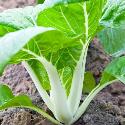 Pak Choi čínské zelí - Brassica chinensis - semena - 100 ks