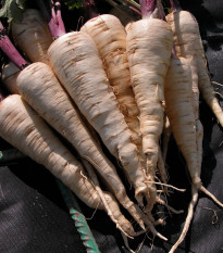 Pastiňák Kamo - Pastinaca sativa - semena pastiňáku - 200 ks