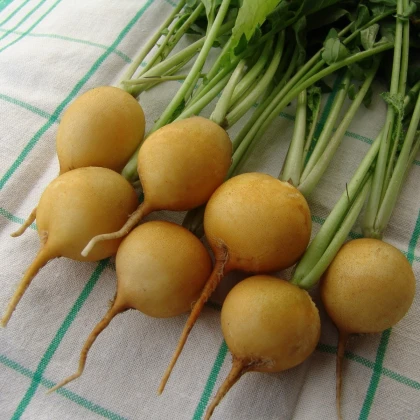 Ředkvička Zlata - Raphanus sativus - semena ředkvičky - 200 ks