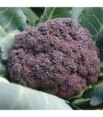 Brokolice Miranda - Brassica oleracea - semena brokolice - 30 ks