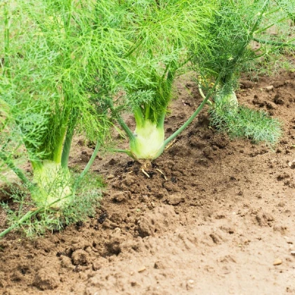 Fenykl bulvový Zefa fino - Foeniculum vulgare - semena fenyklu - 100 ks