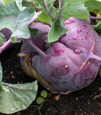 Kedluben raný modrý - Brassica oleracea - semena kedlubnu - 50 ks