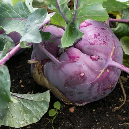 Kedluben raný modrý - Brassica oleracea - semena kedlubnu - 50 ks