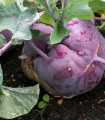 Kedluben raný modrý - Brassica oleracea - semena kedlubnu - 50 ks