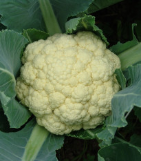 Květák raný Beta - Brassica oleracea convar. botrys - semena květáku - 150 ks