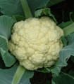 Květák raný Beta - Brassica oleracea convar. botrys - semena květáku - 150 ks