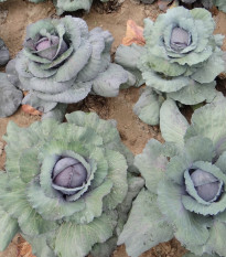 Zelí hlávkové červené Rufus - Brassica oleracea - semena zelí - 150 ks