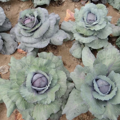 Zelí hlávkové červené Rufus - Brassica oleracea - semena zelí - 150 ks