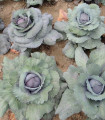 Zelí hlávkové červené Rufus - Brassica oleracea - semena zelí - 150 ks