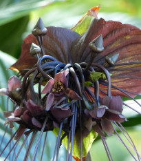 Taka velkokvětá - Tacca chantrieri - semena taky - 3 ks