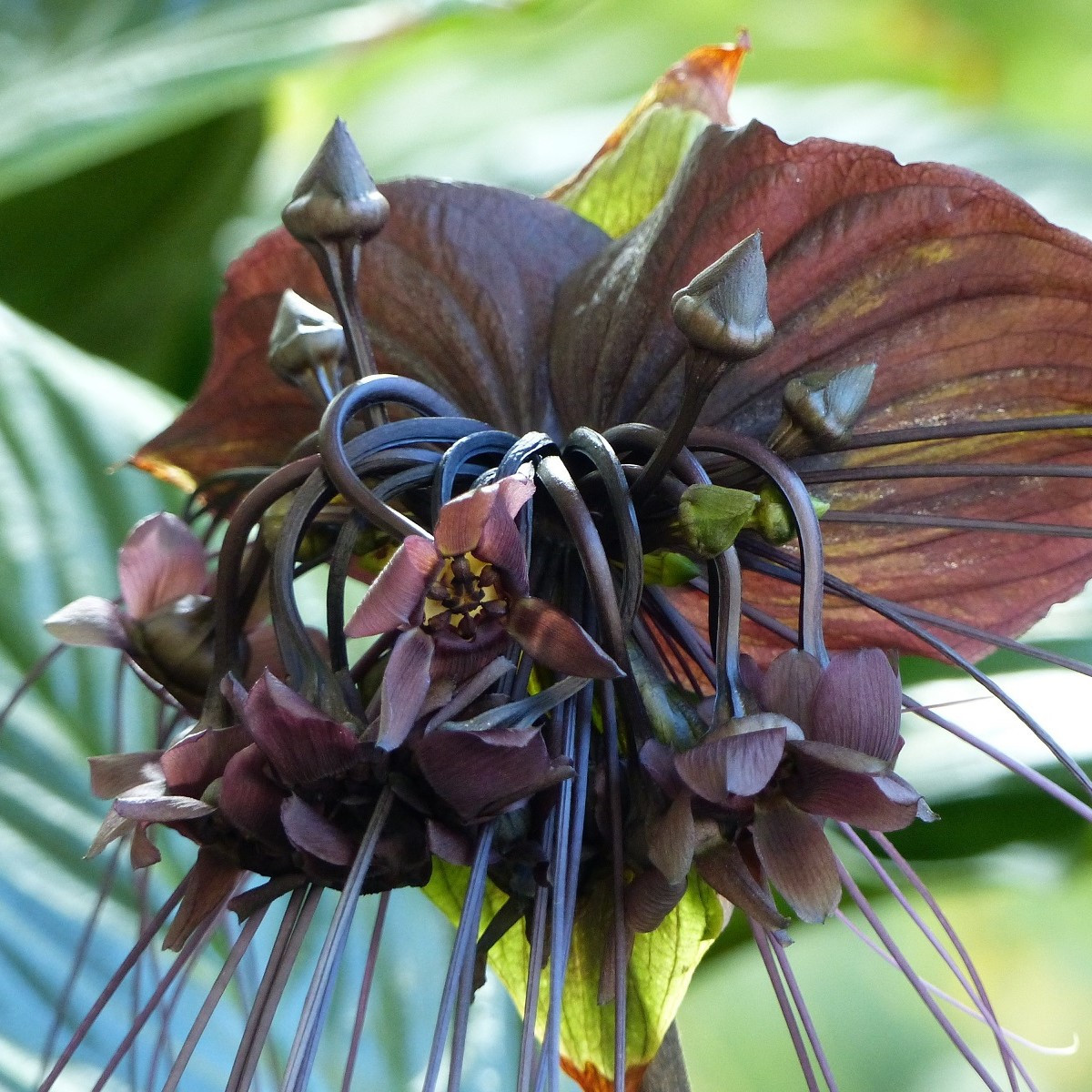 Taka velkokvětá - Tacca chantrieri - semena taky - 3 ks