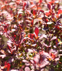 Červený dráč - Berberis thunbergii atropurpurea - semena dráče - 5 ks
