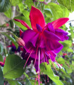 Fuchsie bolívijská - Fuchsia boliviana - semena fuchsie - 15 ks