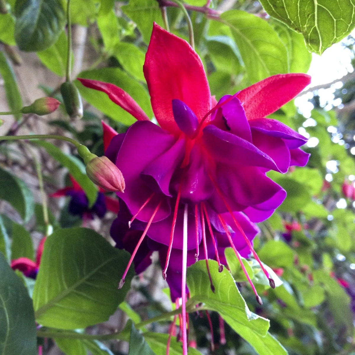 Fuchsie bolívijská - Fuchsia boliviana - semena fuchsie - 15 ks