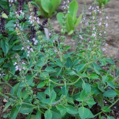 Bazalka pravá Spice - Ocimum basilicum - semena bazalky - 30 ks