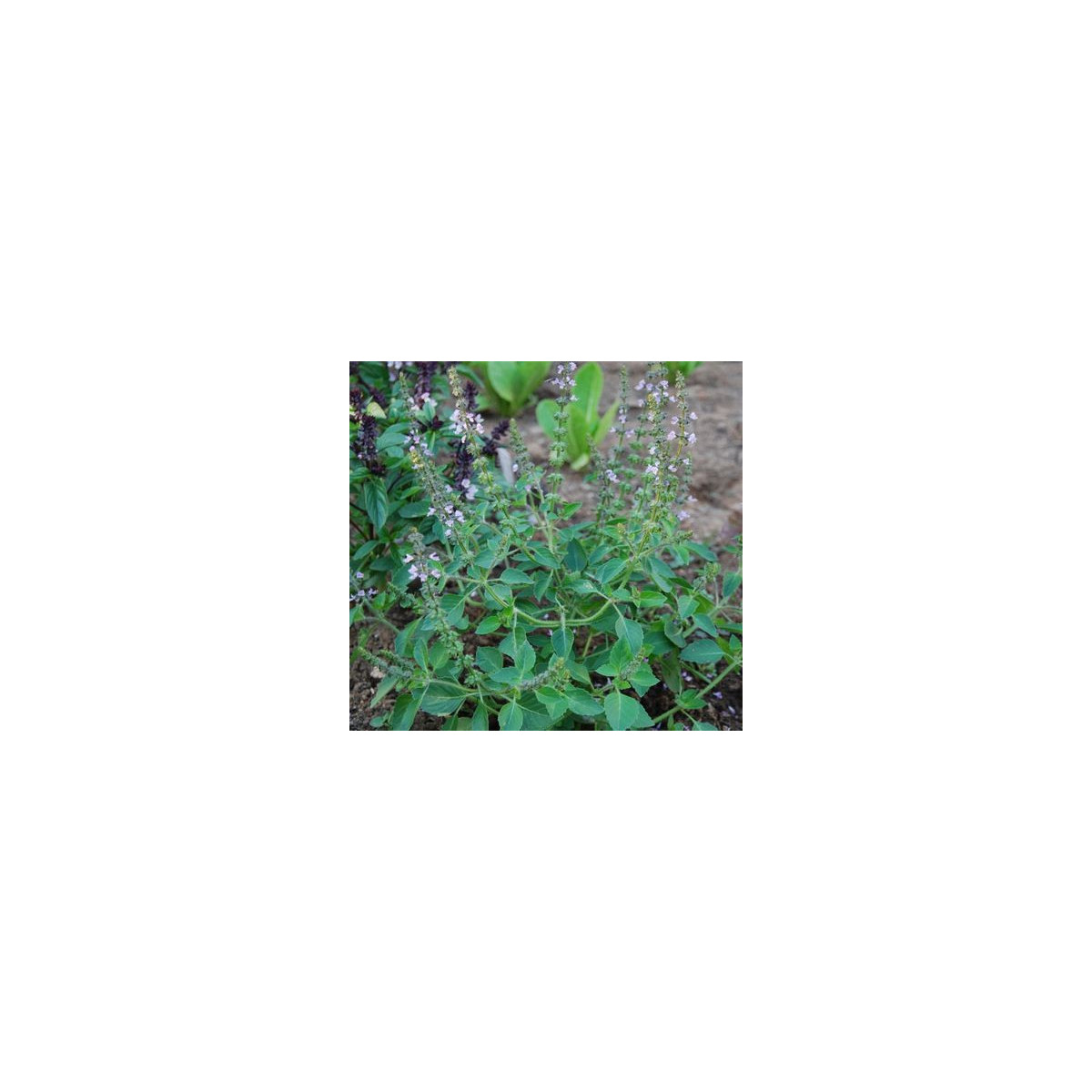 Bazalka pravá Spice - Ocimum basilicum - semena bazalky - 30 ks