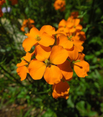 Chejr sibiřský - Cheiranthus allionii - semena chejru - 500 ks