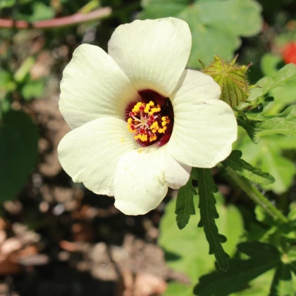 Ibišek trojdílný - Hibiscus trionum - semena ibišku - 5 ks