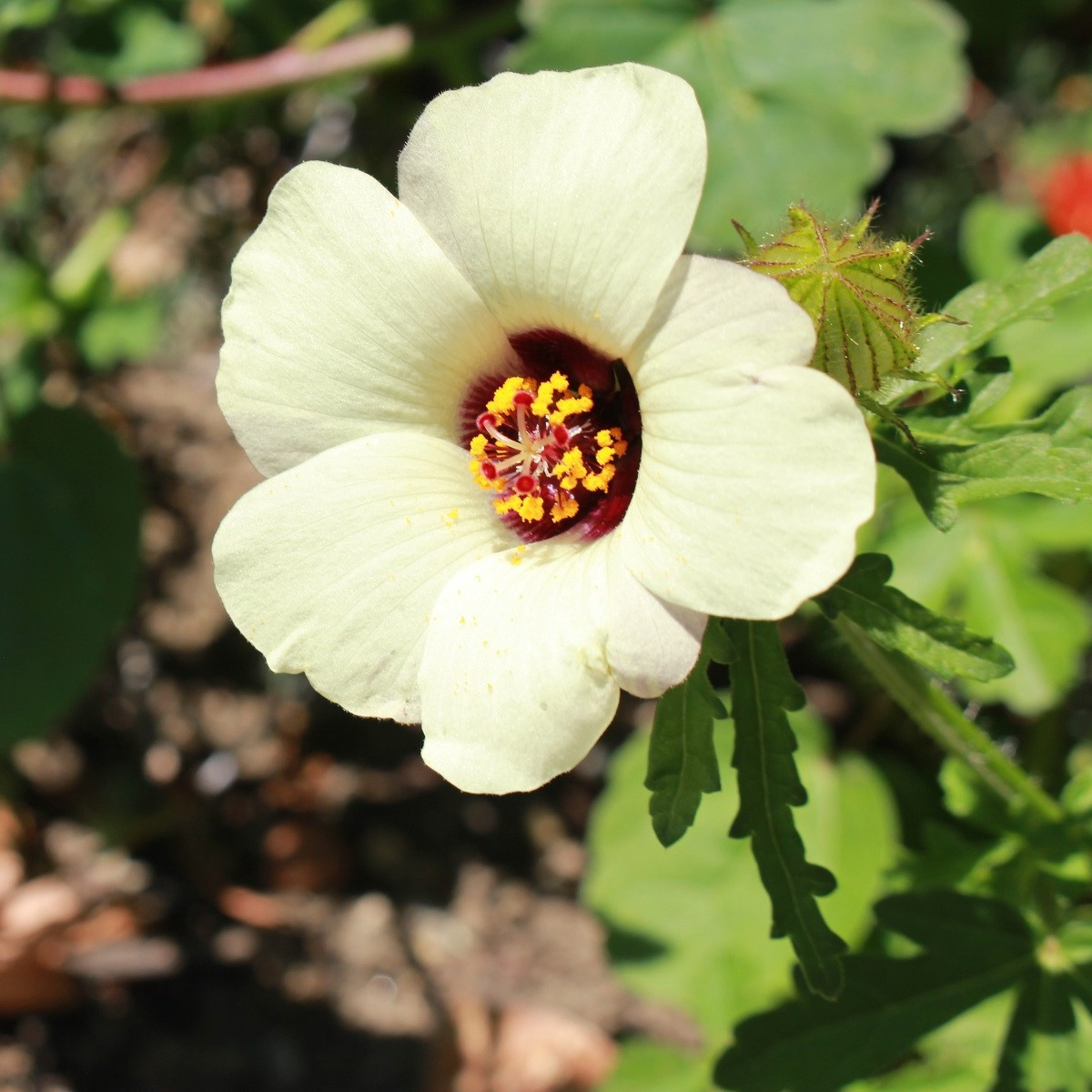 Ibišek trojdílný - Hibiscus trionum - semena ibišku - 5 ks