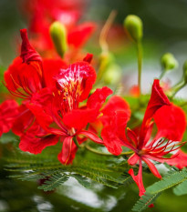 Ohňový strom - Delonix regia - semena ohňového stromu - 6 ks