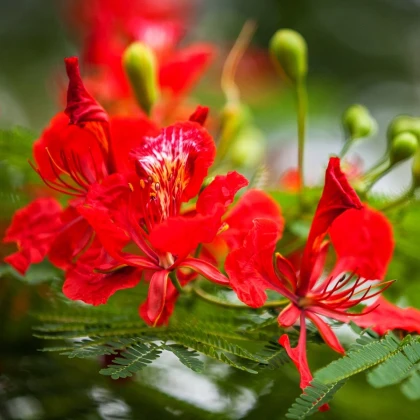Ohňový strom - Delonix regia - semena ohňového stromu - 6 ks