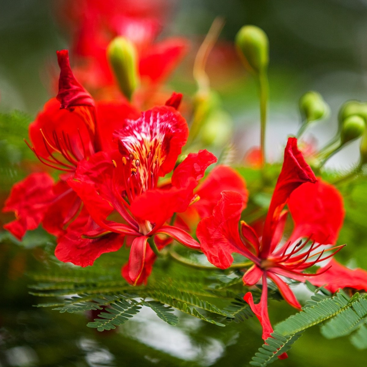 Ohňový strom - Delonix regia - semena ohňového stromu - 6 ks