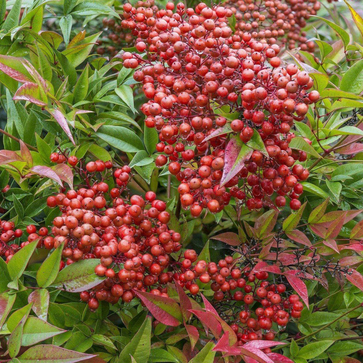 Nandina domácí - Bambus nebeský - Nandina domestica - semena nandiny - 3 ks