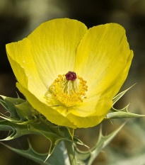 Mexický mák - Argemone mexicana - semena máku - 20 ks