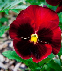 Maceška červená Abendglut - Viola wittrockiana - semena macešky - 200 ks