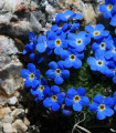 Pomněnka alpská modrá - Myosotis alpestris - semena pomněnky - 130 ks