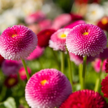 Sedmikráska pomponková růžová - Bellis perennis - semena sedmikrásky - 0,1 g