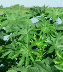 Skočec obecný Zanzibarensis - Ricinus communis - semena skočce - 3 ks