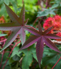 Vörös ricinus Karmen - Ricinus communis gibsoni - ricinus magok - 3 db