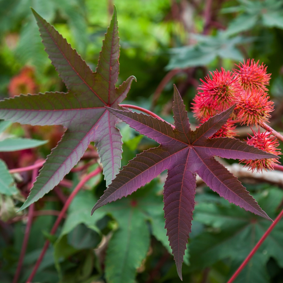 Vörös ricinus Karmen - Ricinus communis gibsoni - ricinus magok - 3 db