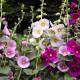 Topolovka Simplex směs - Alcea rosea - semena topolovky - 12 ks