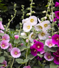 Topolovka Simplex směs - Alcea rosea - semena topolovky - 12 ks