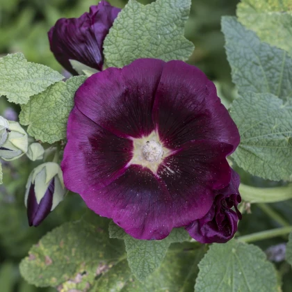 Topolovka růžová - Alcea rosea nigra - semena topolovky - 7 ks