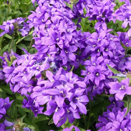 Zvonek klubkatý - Campanula glomerata - semena zvonku - 600 ks