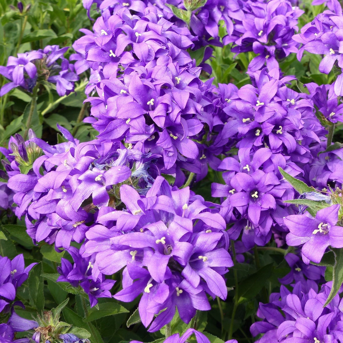 Zvonek klubkatý - Campanula glomerata - semena zvonku - 600 ks
