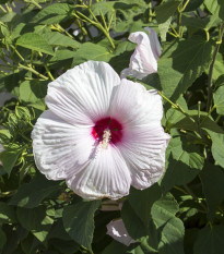 Ibišek bahenní Mallow Rose - Hibiscus moscheutos - semena ibišku - 5 ks