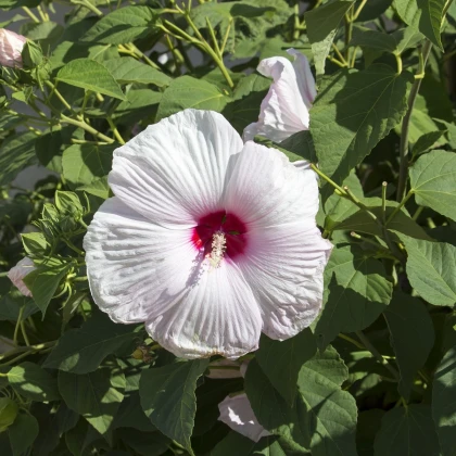 Ibišek bahenní Mallow Rose - Hibiscus moscheutos - semena ibišku - 5 ks