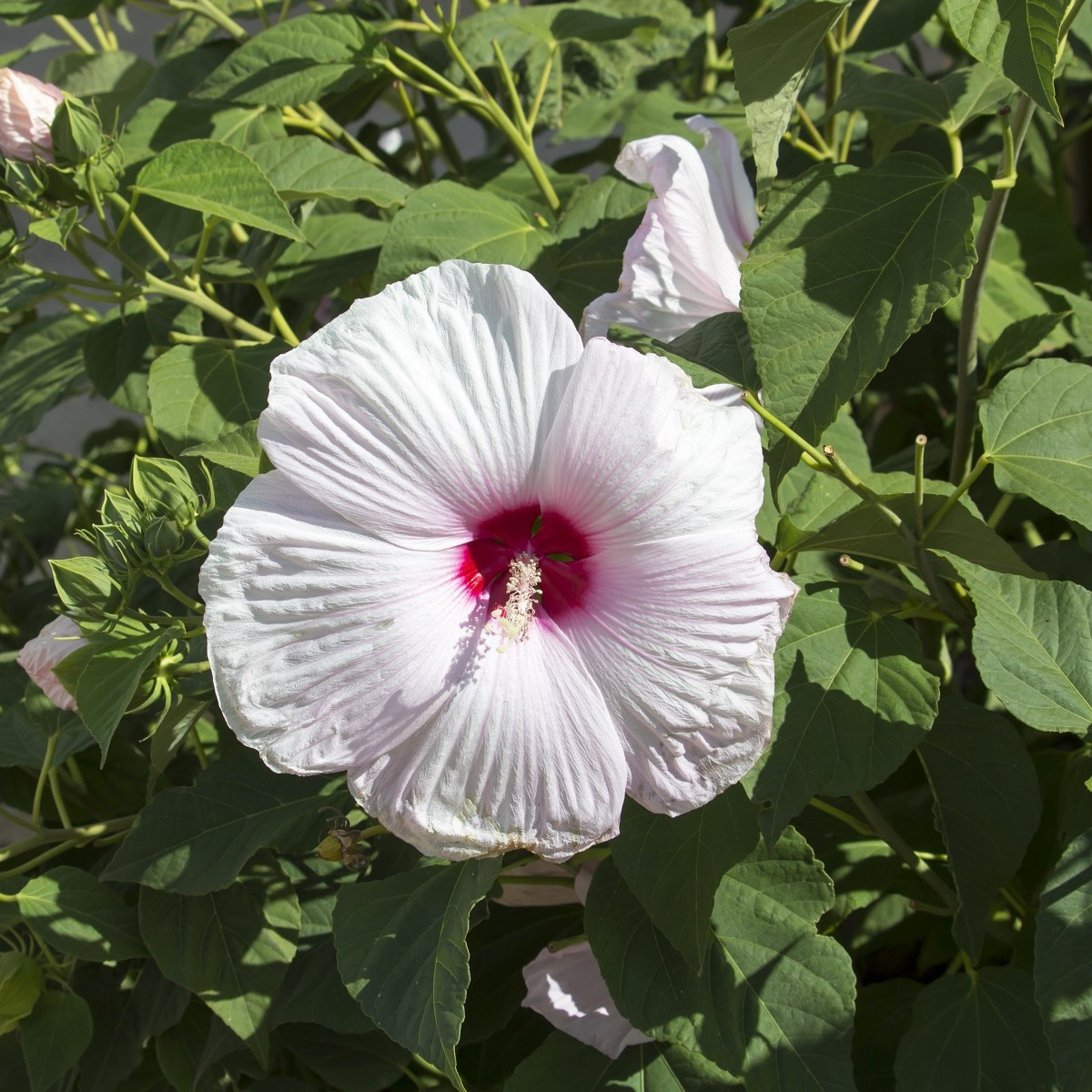 Ibišek bahenní Mallow Rose - Hibiscus moscheutos - semena ibišku - 5 ks