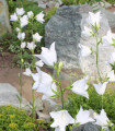 Zvonek broskvolistý bílý - Campanula persicifolia alba - semena zvonku - 0,02 g
