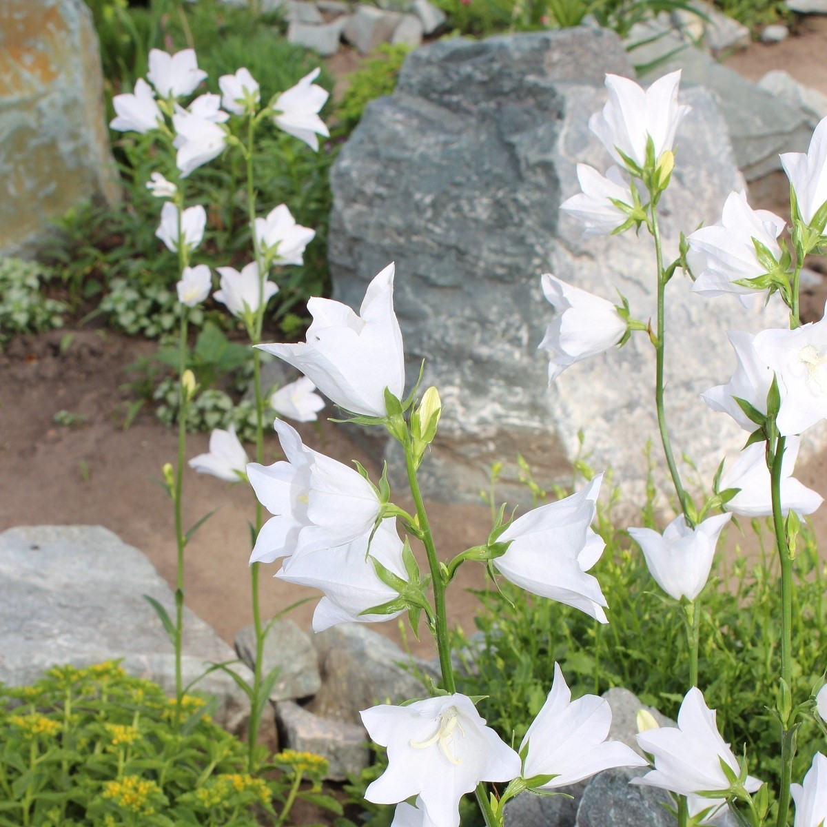 Zvonek broskvolistý bílý - Campanula persicifolia alba - semena zvonku - 0,02 g