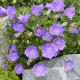 Zvonek karpatský modrý - Campanula carpatica - semena zvonku - 400 ks