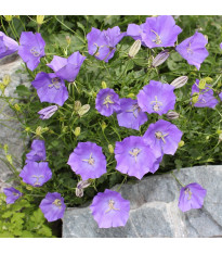 Zvonek karpatský modrý - Campanula carpatica - semena zvonku - 400 ks
