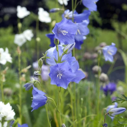 Zvonek broskvolistý modrý - Campanula persicifolia - semena zvonku - 0,1 g