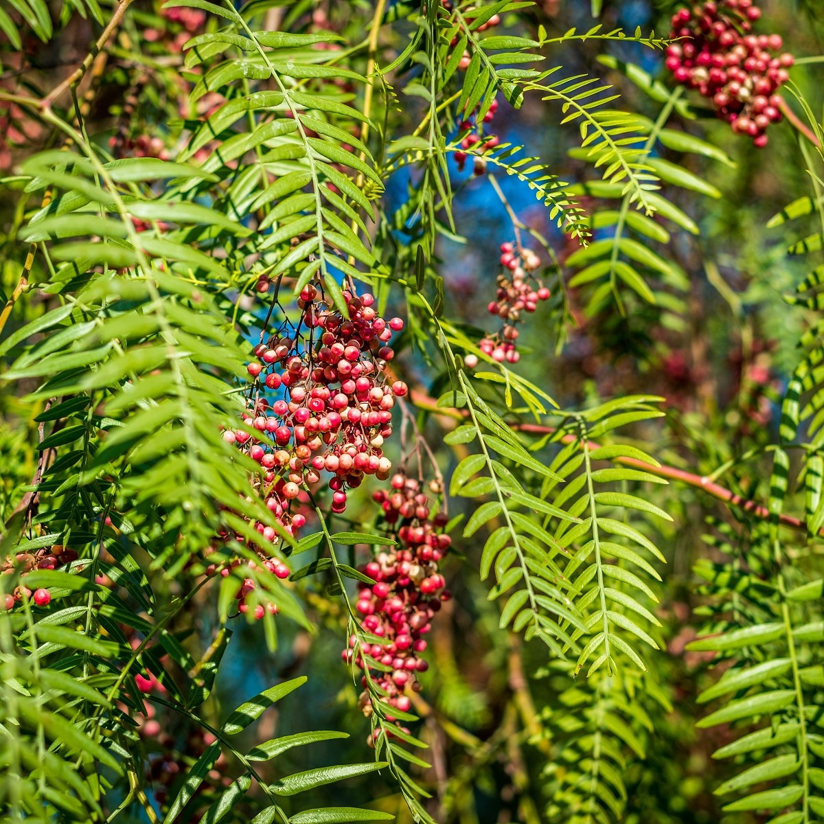 Pepřovec - Schinus molle - semena pepřovce - 5 ks